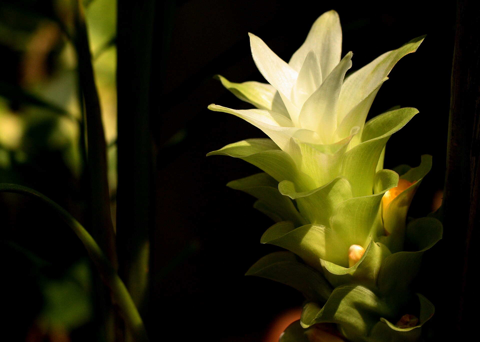 Turmeric flower plant growing in agricultural field in Maharashtra, India